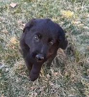 Sammy, a male German Shepherd Dog for sale in Palisade, CO – Photo 4 of 7