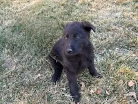 Sammy, a male German Shepherd Dog for sale in Palisade, CO – Photo 7 of 7