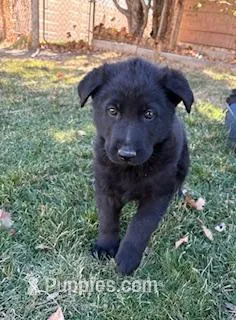 Sammy – German Shepherd Dog puppy for sale in Palisade, CO