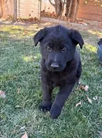 Sammy, a male German Shepherd Dog for sale in Palisade, CO – Photo 1 of 7