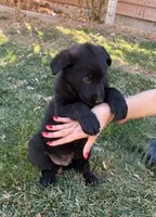 Sammy, a male German Shepherd Dog for sale in Palisade, CO – Photo 3 of 7