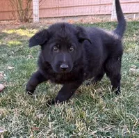 Sammy, a male German Shepherd Dog for sale in Palisade, CO – Photo 2 of 7