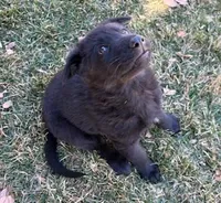 Missy, a female German Shepherd Dog for sale in Palisade, CO – Photo 6 of 10