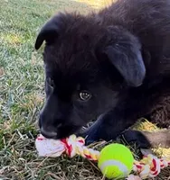 Missy, a female German Shepherd Dog for sale in Palisade, CO – Photo 9 of 10