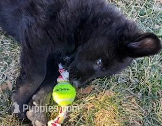 Missy – German Shepherd Dog puppy for sale in Palisade, CO