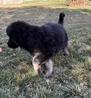 Sassi, a female German Shepherd Dog for sale in Palisade, CO – Photo 5 of 6