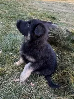 Sassi, a female German Shepherd Dog for sale in Palisade, CO – Photo 6 of 6
