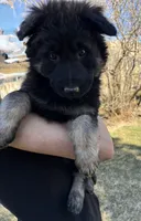 Sassi, a female German Shepherd Dog for sale in Palisade, CO – Photo 2 of 6