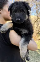 Sassi, a female German Shepherd Dog for sale in Palisade, CO – Photo 4 of 6