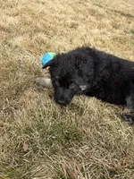 Sassi, a female German Shepherd Dog for sale in Palisade, CO – Photo 1 of 6
