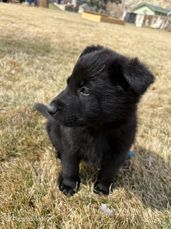 Teddie, a male German Shepherd Dog for sale in Palisade, CO – Photo 1 of 1