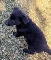 Romee, a female German Shepherd Dog for sale in Palisade, CO – Photo 2 of 6