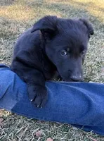 Romee, a female German Shepherd Dog for sale in Palisade, CO – Photo 3 of 6