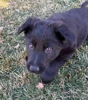 Rico, a male German Shepherd Dog for sale in Palisade, CO – Photo 4 of 9