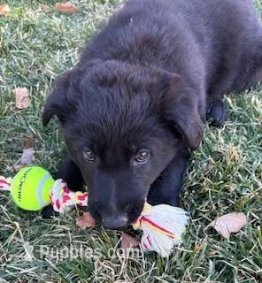 Rico, a male German Shepherd Dog for sale in Palisade, CO – Photo 1 of 9