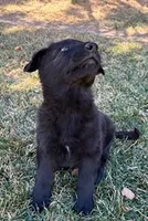 Rico, a male German Shepherd Dog for sale in Palisade, CO – Photo 5 of 9