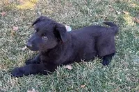 Rico, a male German Shepherd Dog for sale in Palisade, CO – Photo 2 of 9
