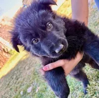 Riley, a male German Shepherd Dog for sale in Palisade, CO – Photo 2 of 8