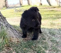 Riley, a male German Shepherd Dog for sale in Palisade, CO – Photo 5 of 8