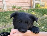 Riley, a male German Shepherd Dog for sale in Palisade, CO – Photo 4 of 8
