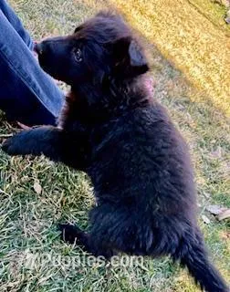 Riley – German Shepherd Dog puppy for sale in Palisade, CO