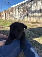 Riley, a male German Shepherd Dog for sale in Palisade, CO – Photo 7 of 8