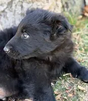 Riley, a male German Shepherd Dog for sale in Palisade, CO – Photo 6 of 8