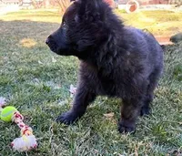 Riley, a male German Shepherd Dog for sale in Palisade, CO – Photo 3 of 8