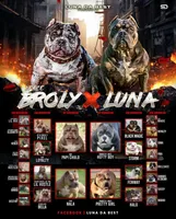 Remi , a female American Bully for sale in Naples, FL – Photo 3 of 3