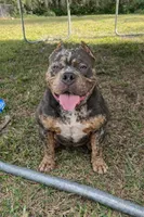 Remi , a female American Bully for sale in Naples, FL – Photo 1 of 3