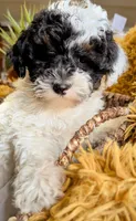 Amara Elise, a female Poodle - Miniature  for sale in Killdeer, ND – Photo 3 of 5