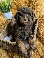 Amara Elise, a female Poodle - Miniature  for sale in Killdeer, ND – Photo 4 of 5