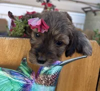 Felicia, a female Miniature Aussiedoodle for sale in Fountain, CO – 4 of 4
