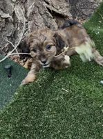 Felicia, a female Miniature Aussiedoodle for sale in Fountain, CO – 2 of 4
