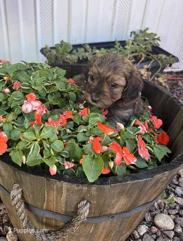 Felicia – Miniature Aussiedoodle puppy for sale in Fountain, CO
