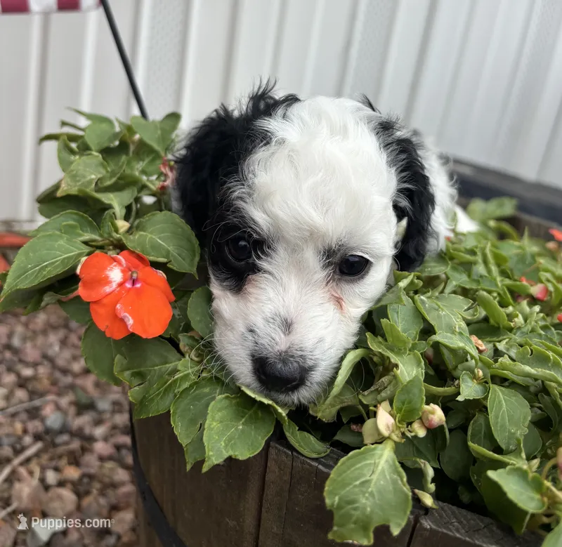 Craig – Miniature Aussiedoodle puppy for sale in Fountain, CO