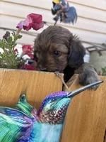 Felicia, a female Miniature Aussiedoodle for sale in Fountain, CO – 3 of 4