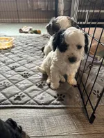 Craig, a male Miniature Aussiedoodle for sale in Fountain, CO – 3 of 3
