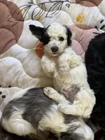 Craig, a male Miniature Aussiedoodle for sale in Fountain, CO – 2 of 3