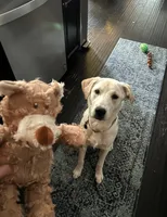 Jaymes, a female Golden Retriever and Labrador Retriever for sale in Apex, NC – 2 of 2