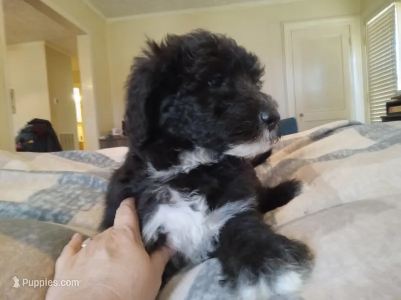 Bluebell – Sheepadoodle puppy for sale in Warsaw, VA