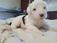 Hyacinth , a female Sheepadoodle for sale in Warsaw, VA – Photo 2 of 3