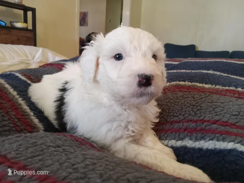 Hyacinth  – Sheepadoodle puppy for sale in Warsaw, VA