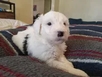 Hyacinth , a female Sheepadoodle for sale in Warsaw, VA – Photo 1 of 3