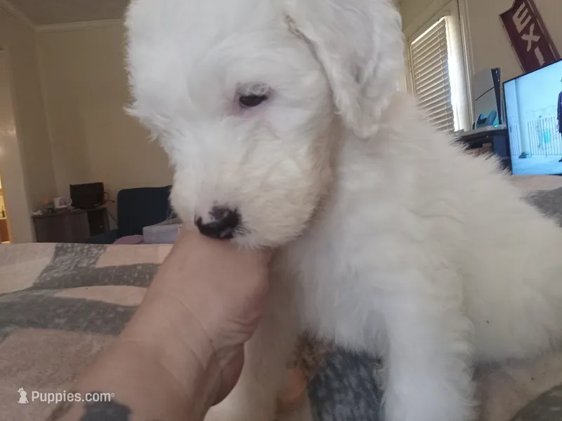 Goro – Sheepadoodle puppy for sale in Warsaw, VA