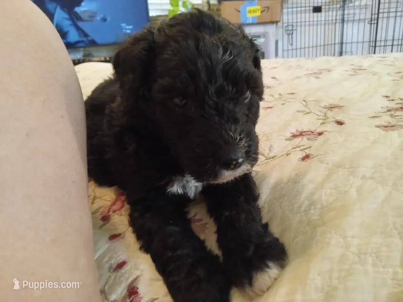 Kiryu – Sheepadoodle puppy for sale in Warsaw, VA