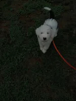 Goro, a male Sheepadoodle for sale in Warsaw, VA – 2 of 4