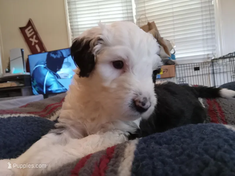 Lilly – Sheepadoodle puppy for sale in Warsaw, VA