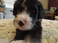 Ichibon, a male Sheepadoodle for sale in Warsaw, VA – Photo 1 of 3