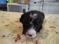 Ichibon, a male Sheepadoodle for sale in Warsaw, VA – Photo 2 of 3